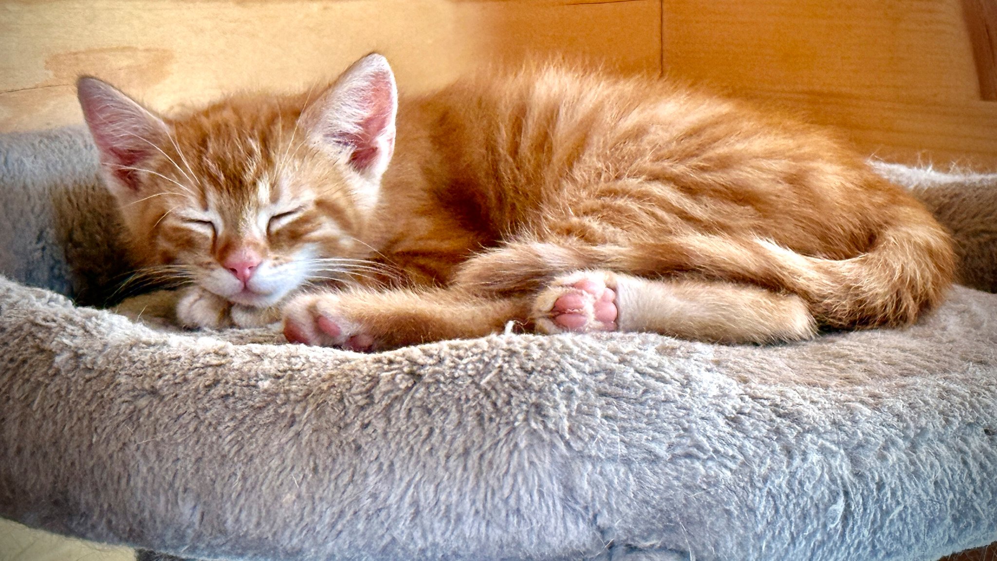 Ein zwei Wochen alter Kater liegt schlafend in seinem Katzenbett.