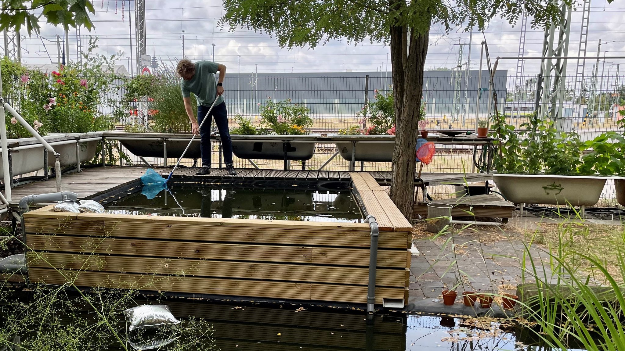 Ein Mann fischt mit einem Kescher Blätter aus einem großen Wasserbecken.