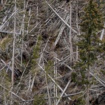 Kahlschlag am Karerpass: Nach dem Orkan in Südtirol | Bild: picture-alliance/dpa/Jürgen Schwenkenbecher