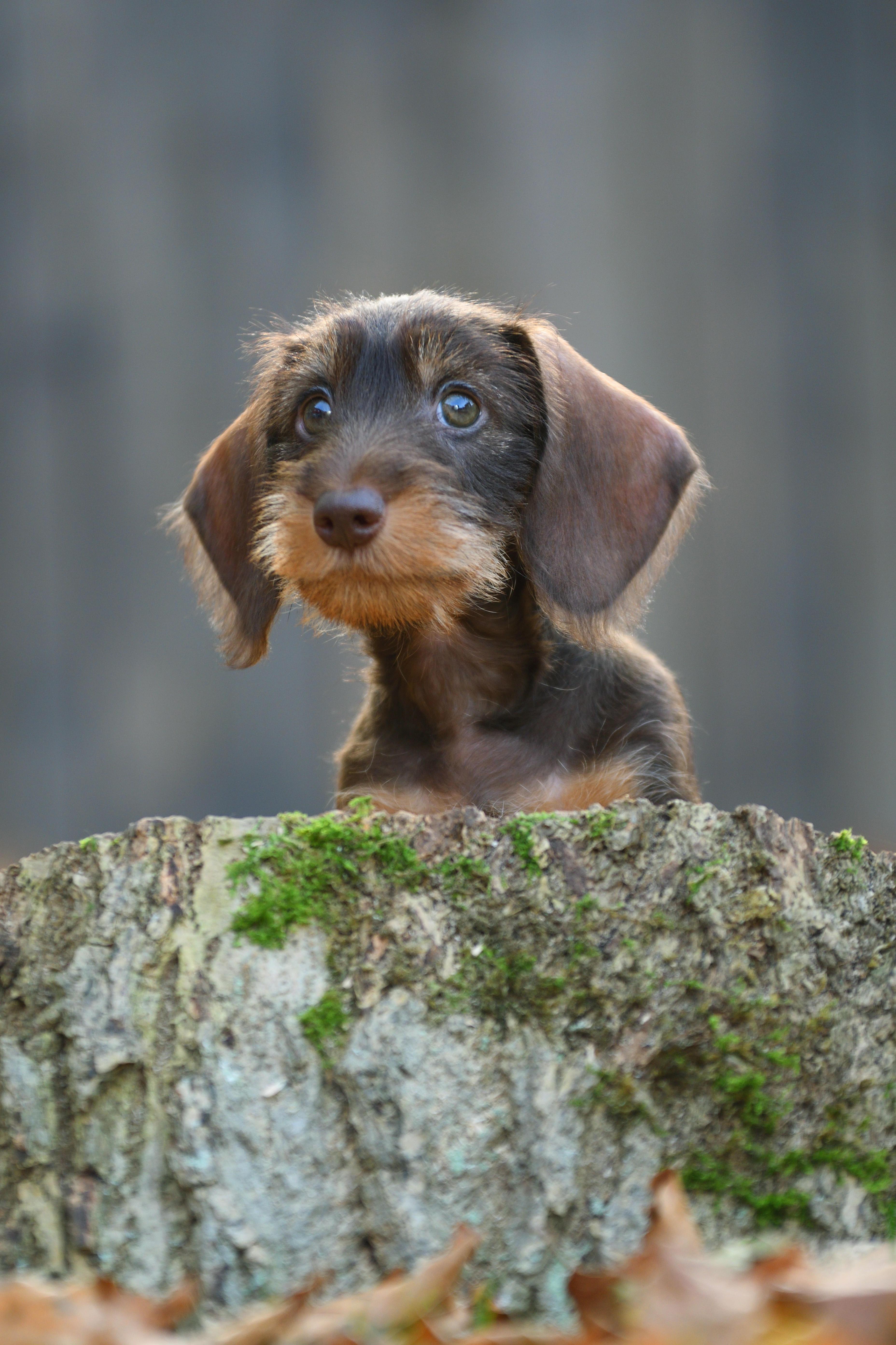 Ein junger Rauhhaardackel schaut einen an