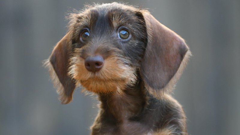Ein junger Rauhhaardackel schaut einen an | Bild: picture alliance / blickwinkel/D. Maehrmann | D. Maehrmann Ein junger Rauhhaardackel schaut einen an