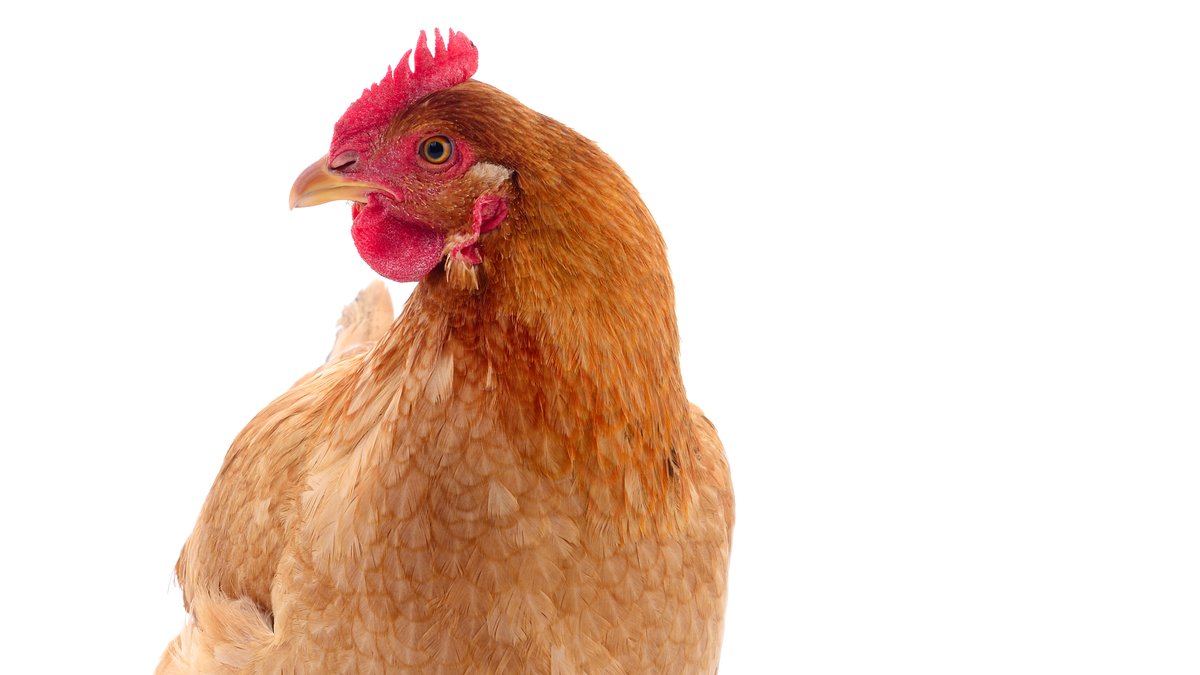 Bei reinrassigen Hühnern verrät die Farbe der Ohrscheibe die Farbe des Eis. Rotes Ohr = braunes Ei.
