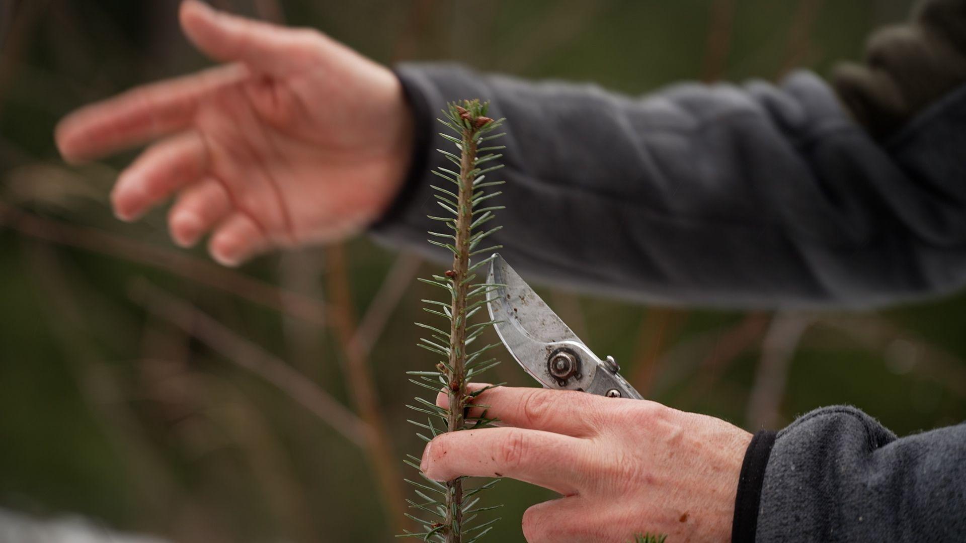 Triebe einer Weißtanne, Hände, Gartenschere.
