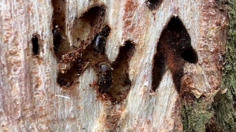 Borkenkäfer | Bild: Bayerischer Rundfunk 2024 Borkenkäfer