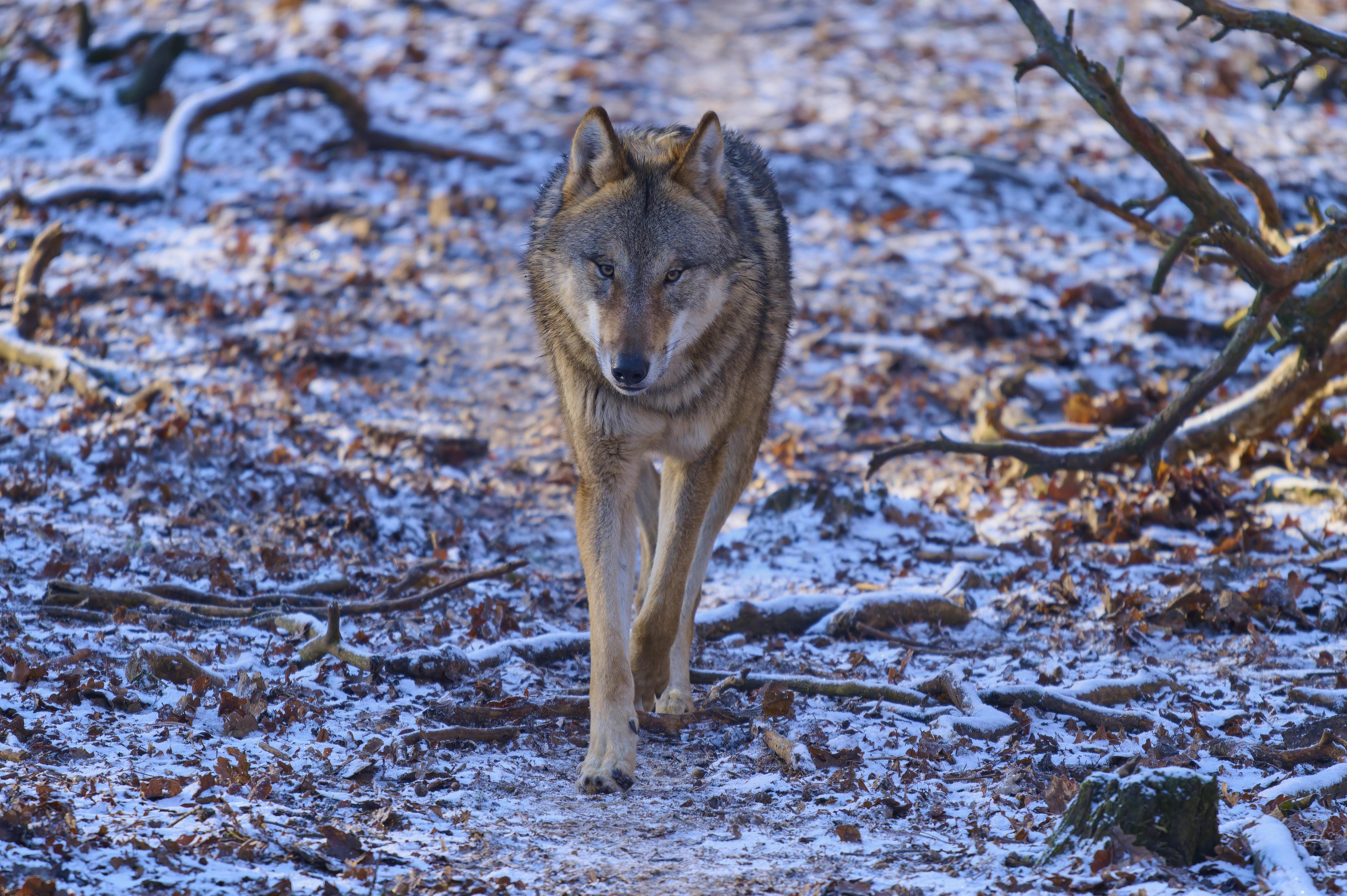 Ein Wolf durchstreift einen schneebedeckten Waldweg umgeben von kahlen Ästen, Winter, Wolf (Canis lupus), Deutschland