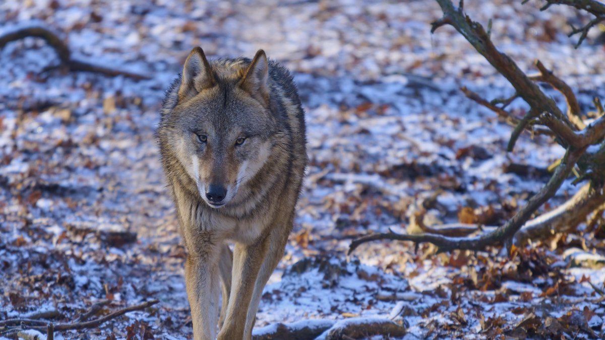 Ein Wolf durchstreift einen schneebedeckten Waldweg umgeben von kahlen Ästen, Winter, Wolf (Canis lupus), Deutschland