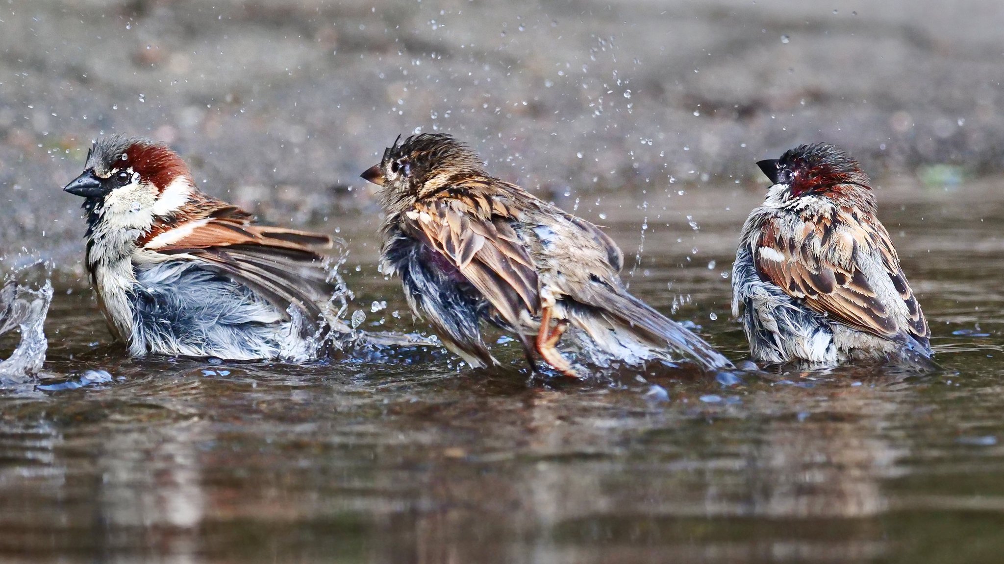 Der Haussperling (Spatz) ist der häufigste Vogel der Welt. Das zeigte die weltweite Vogelzählung australischer Forscher.