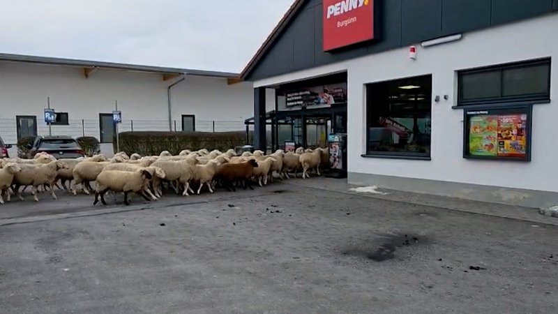 Schafherde marschiert in Penny Supermarkt | Bild: OSTHESSEN|NEWS Schafherde marschiert in Penny Supermarkt