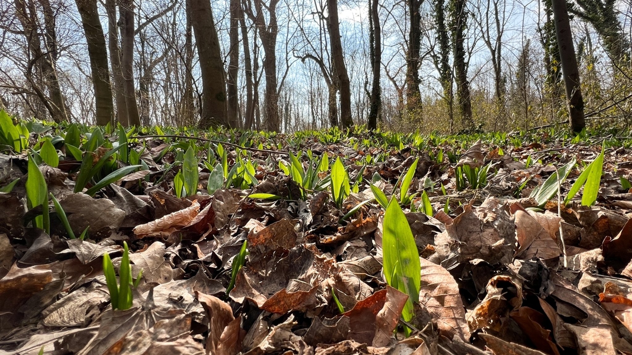 Ein Wald mit sprießenden Bärlauch