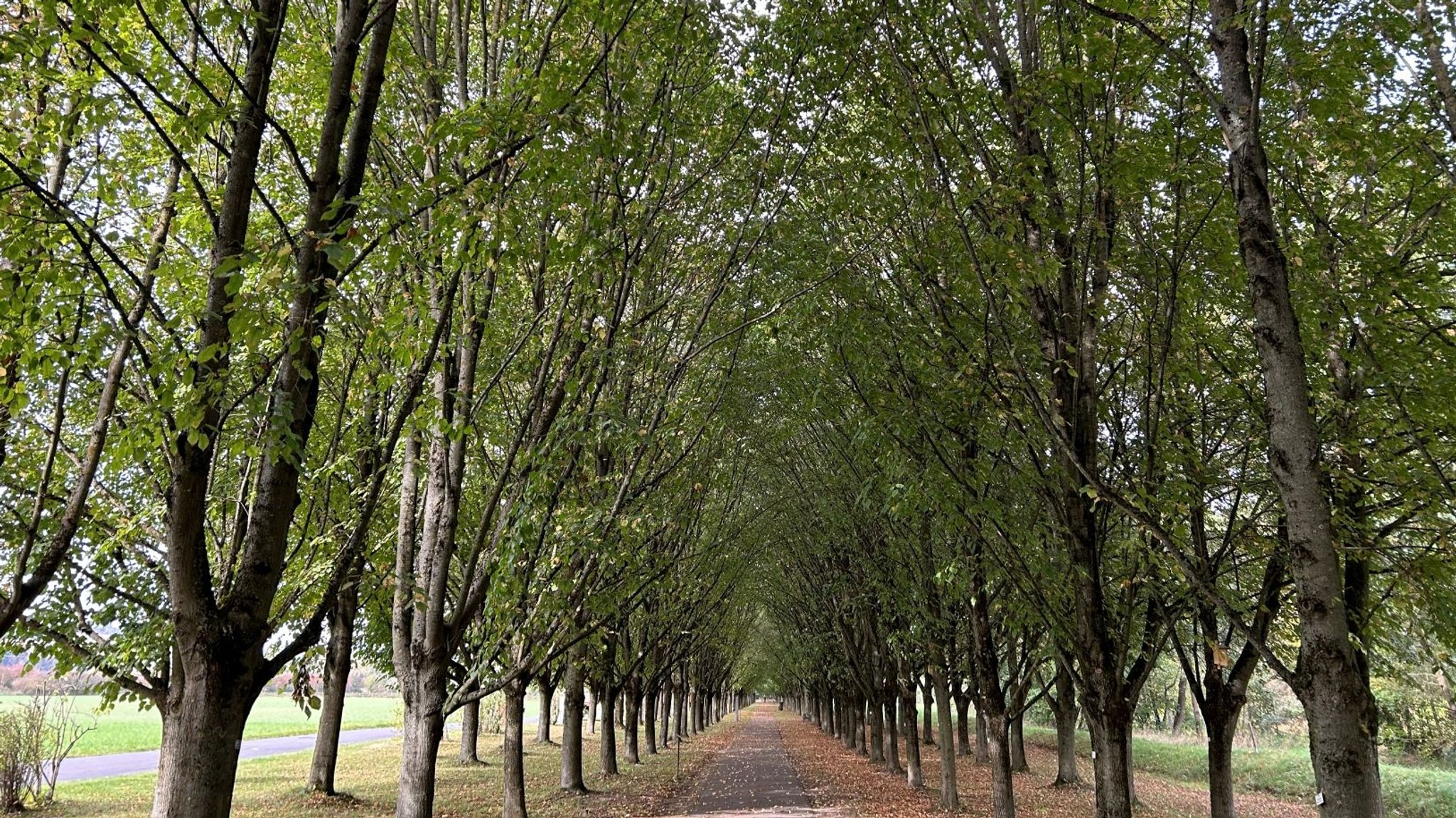 Eine Alle mit jeweils zwei Reihen Linden auf jeder Seite.