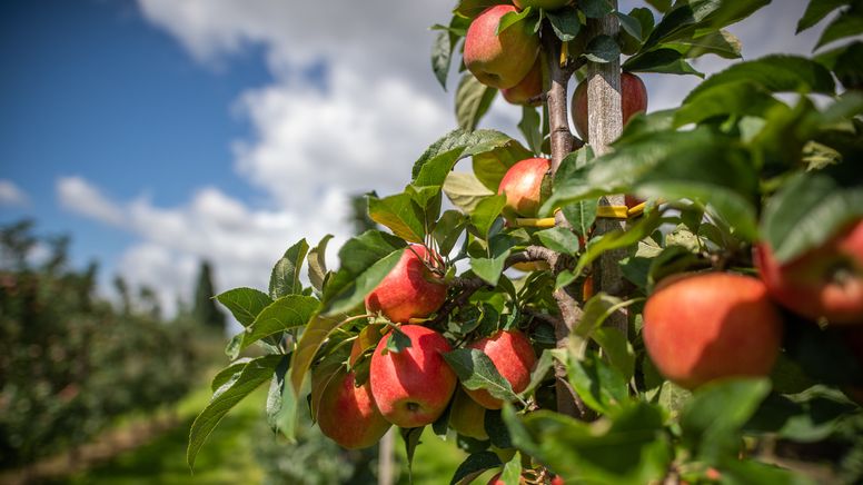 Äpfel hängen an einem Baum (Symbolfoto) | Bild:dpa-Bildfunk/Daniel Reinhardt