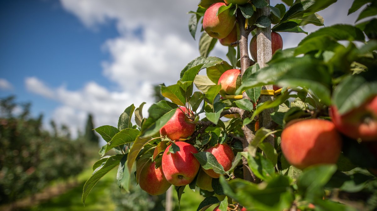 Unbekannte klauen 20 Tonnen Äpfel von Obstplantage