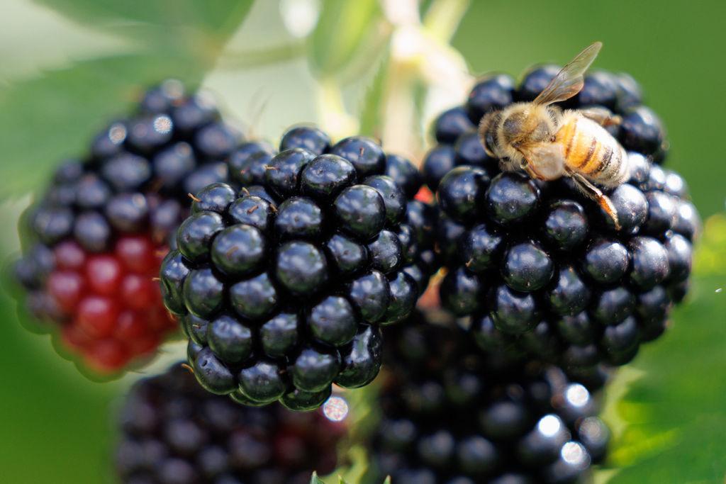 Brombeeren sind reif, wenn sie fast schwarz sind.
