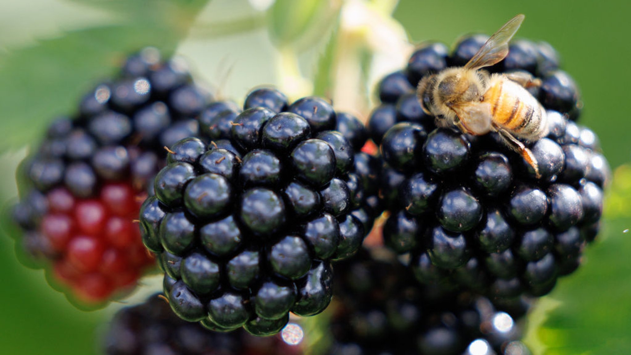 Brombeeren sind reif, wenn sie fast schwarz sind.