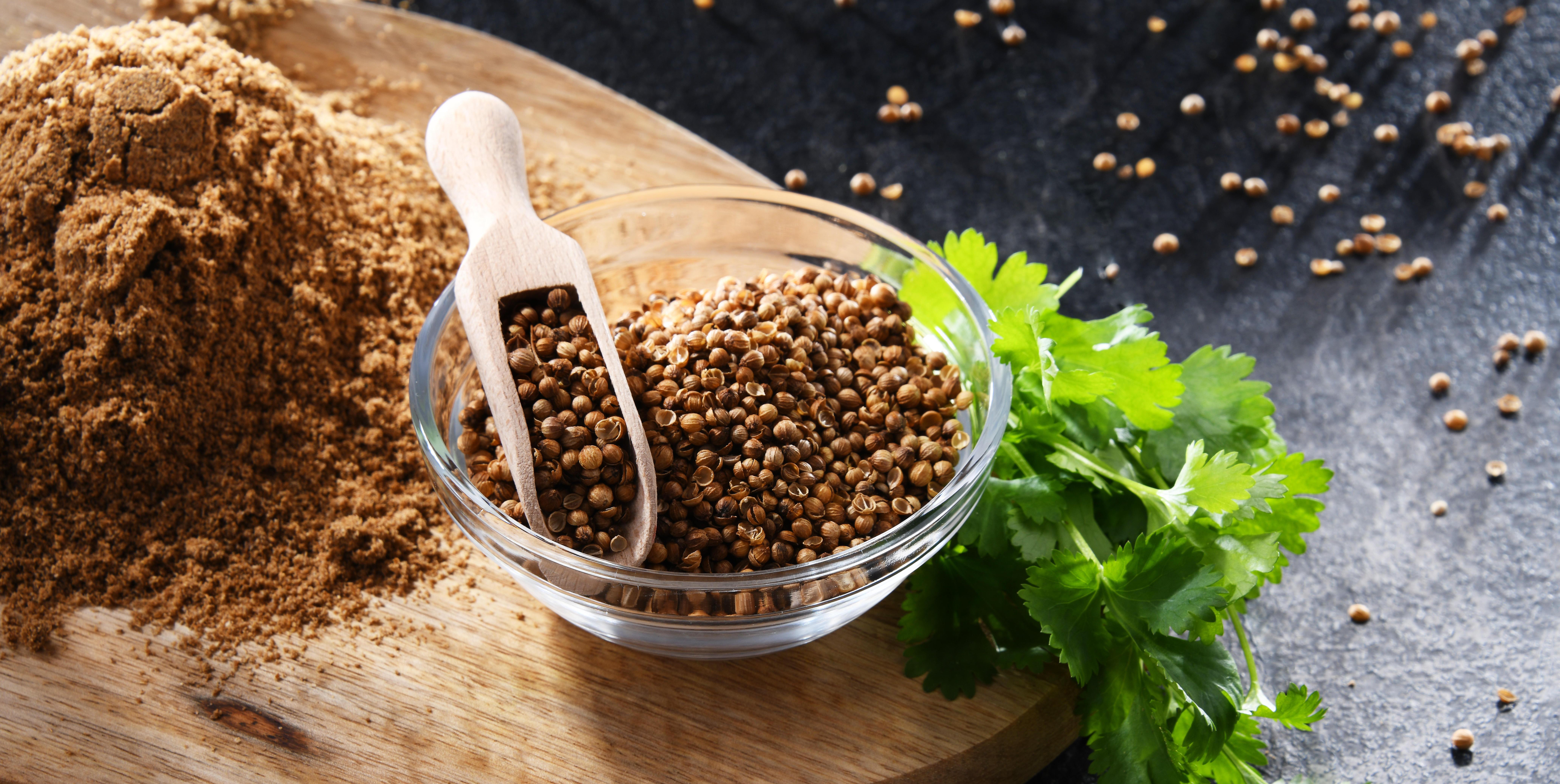 Eine Schüssel mit Koriandersamen, daneben ein Bund frischen Korianders