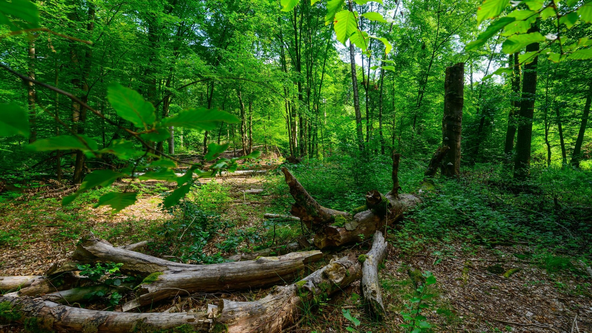 Ein natürlicher Laubwald mit Totholz (Uckermark, 03.08.2026) | Bild: dpa-Bildfunk/Patrick Pleul Ein natürlicher Laubwald mit Totholz (Uckermark, 03.08.2026)