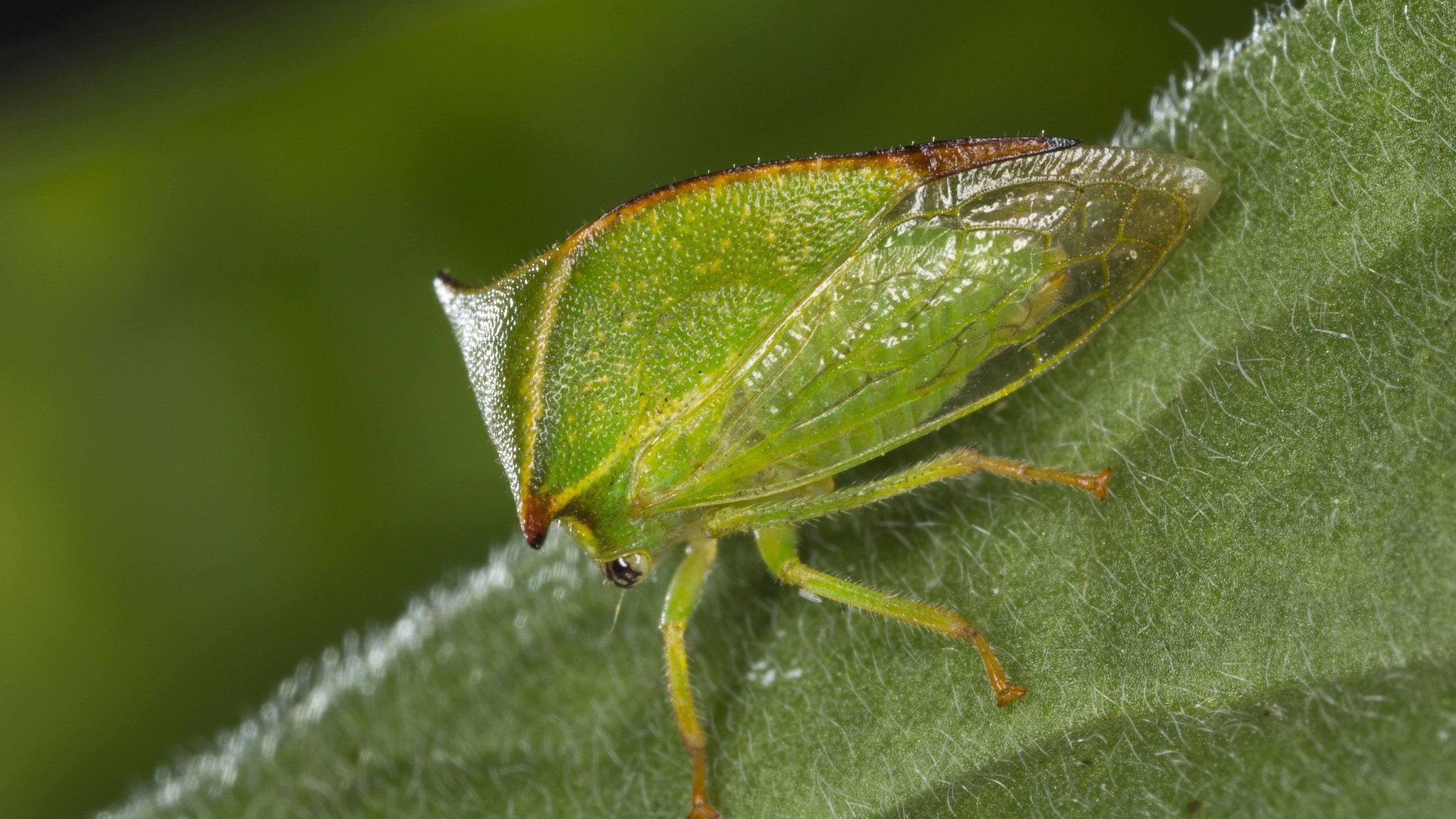 Amerikanische Büffelzikade (Stictocephala bisonia, Ceresa bisonia), sitzt auf einem Blatt