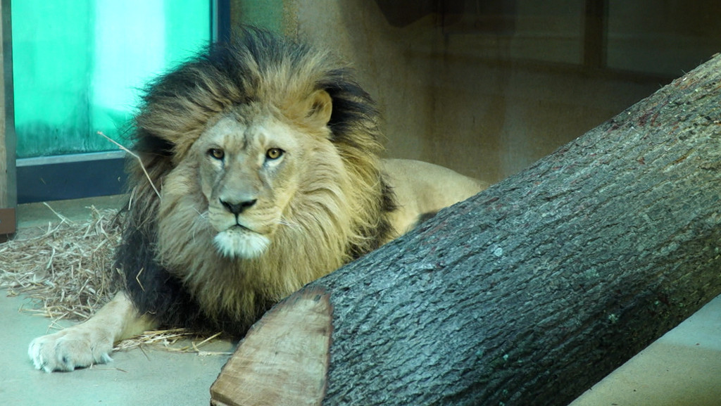Nach rund einem Jahr ist Löwe Kiano zurück im Tiergarten Straubing