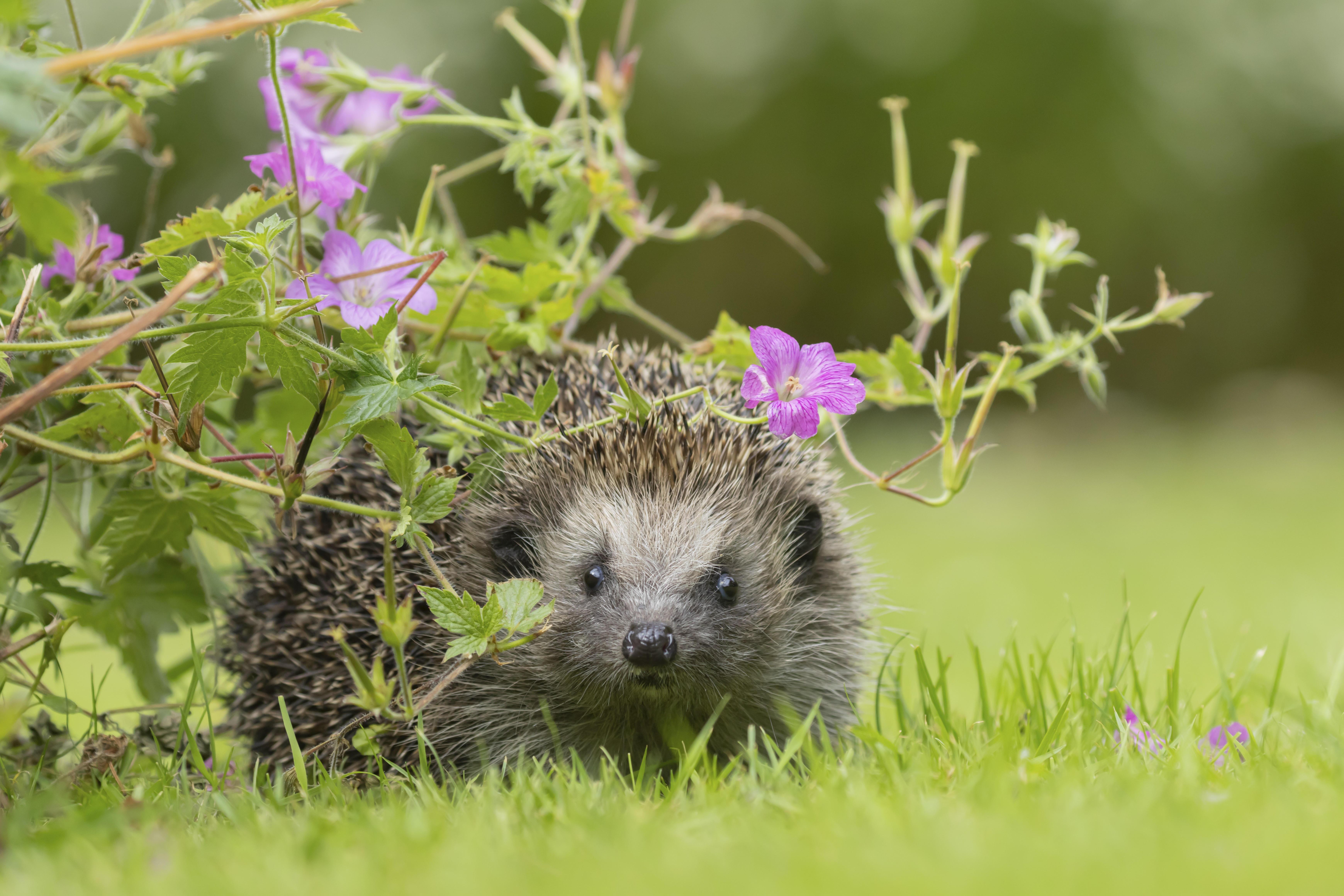 Braunbrustigel (Erinaceus europaeus) auf einem Gartenrasen 