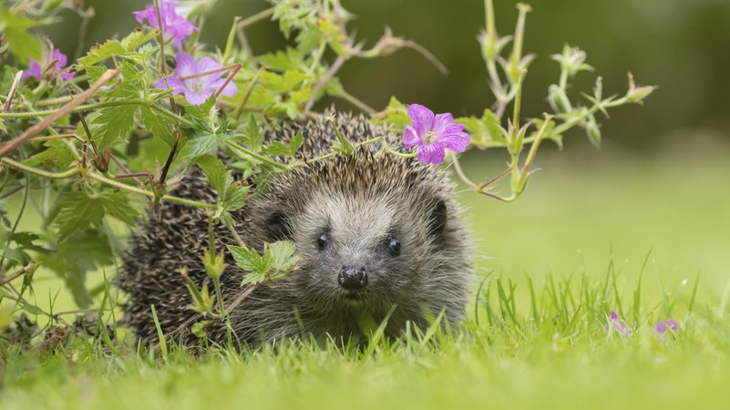 Braunbrustigel (Erinaceus europaeus) auf einem Gartenrasen | Bild: picture alliance / imageBROKER | Kevin Sawford Braunbrustigel (Erinaceus europaeus) auf einem Gartenrasen