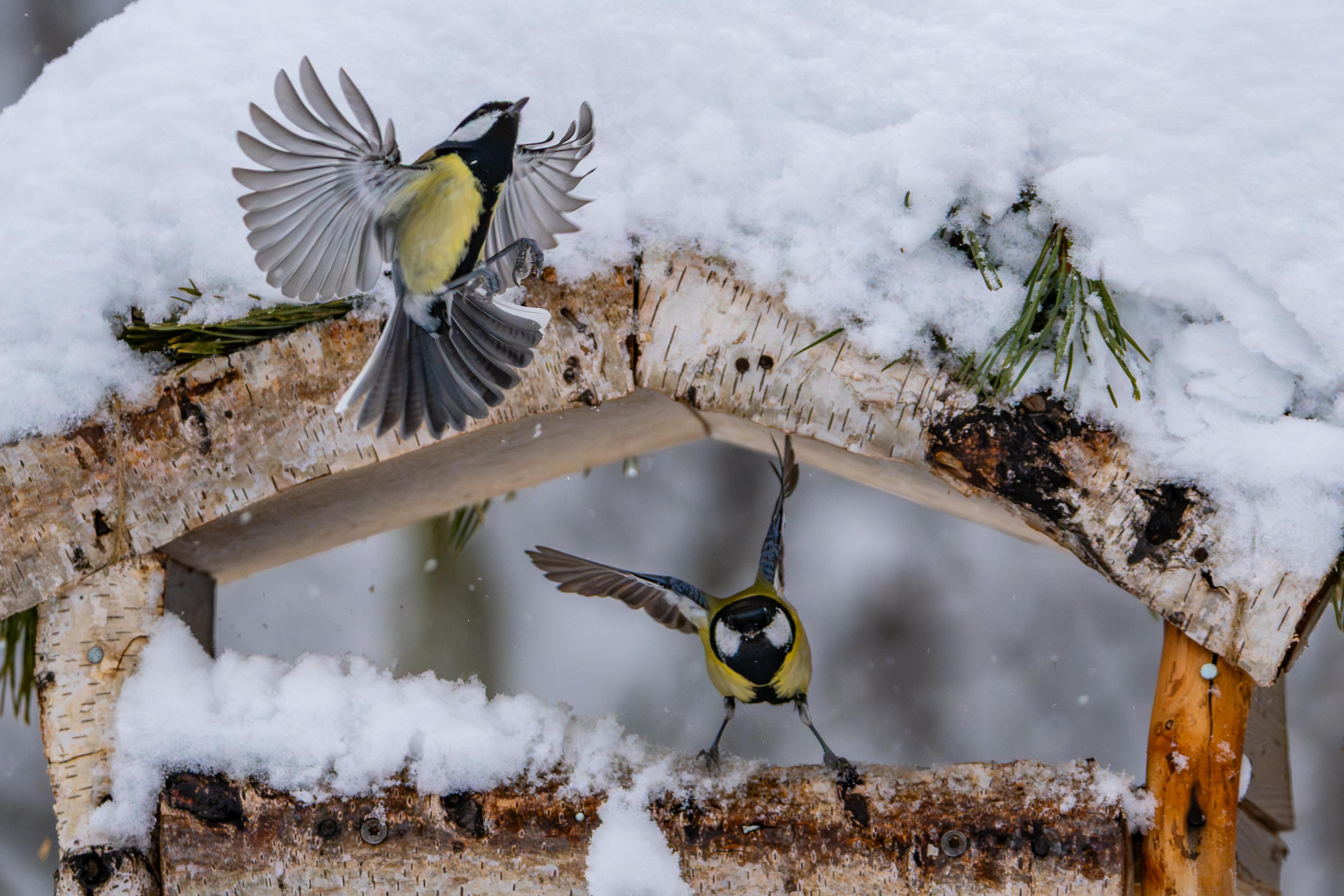 Zwei Kohlmeisen an einem verschneiten Futterhäuschen. 