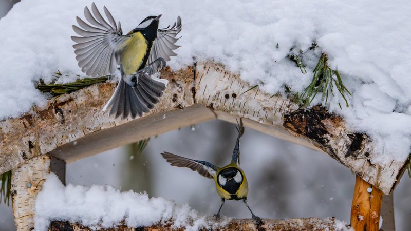 Zwei Kohlmeisen an einem verschneiten Futterhäuschen. | Bild: LBV/Thomas Linge Zwei Kohlmeisen an einem verschneiten Futterhäuschen.