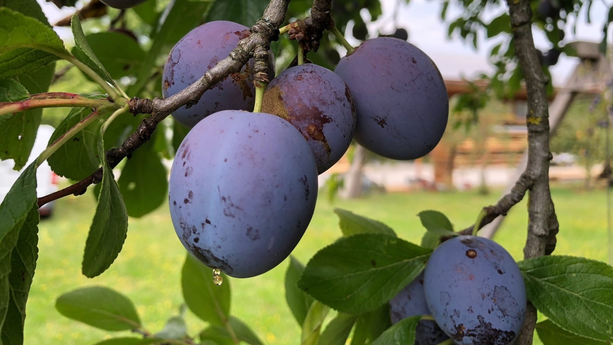 Öffentliches Obst: Wer darf wo pflücken? 