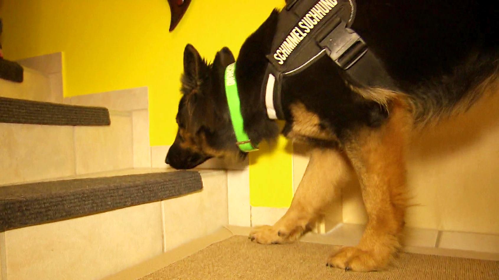 Einsatz für den Schimmelspürhund