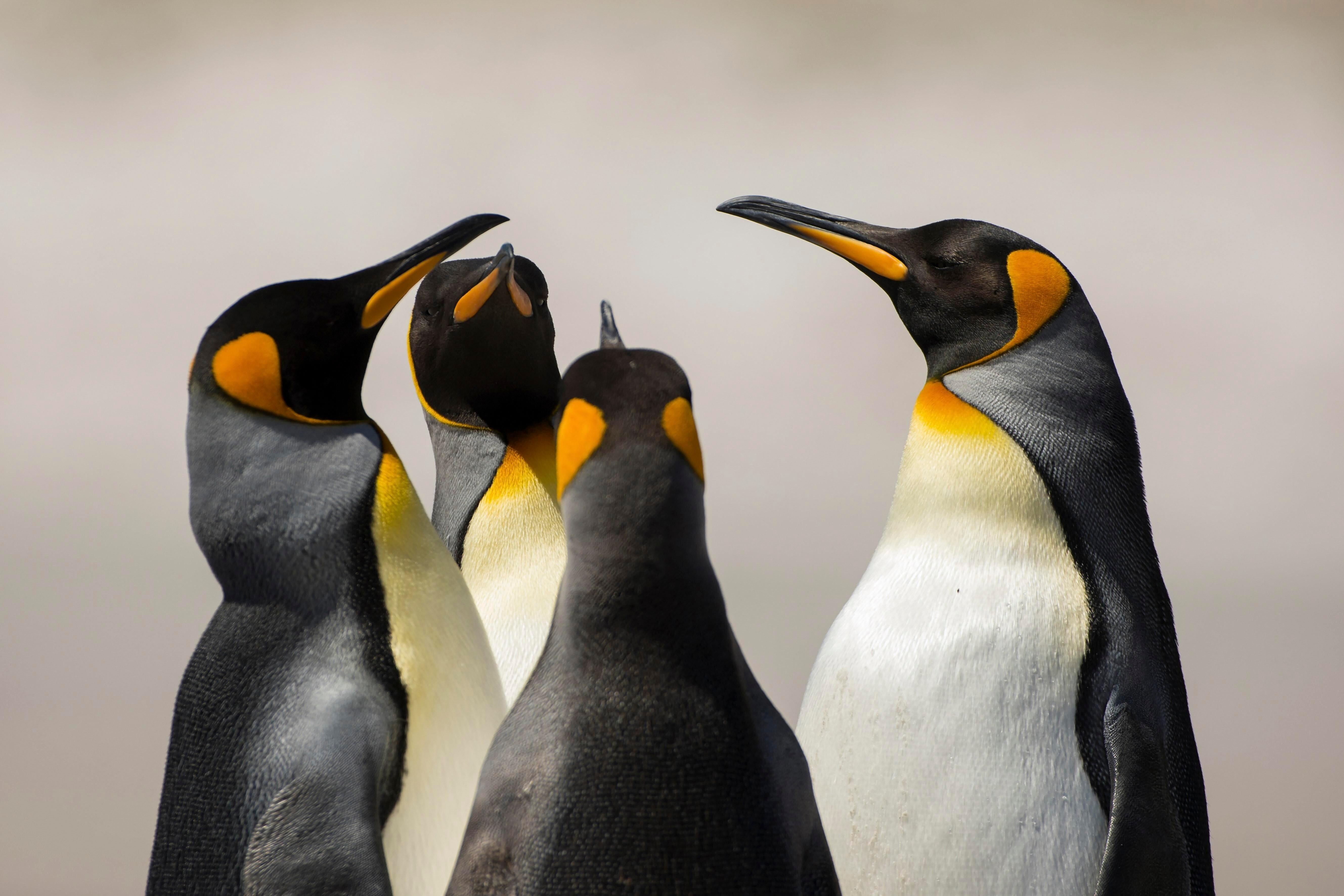 Vier Königspinguine