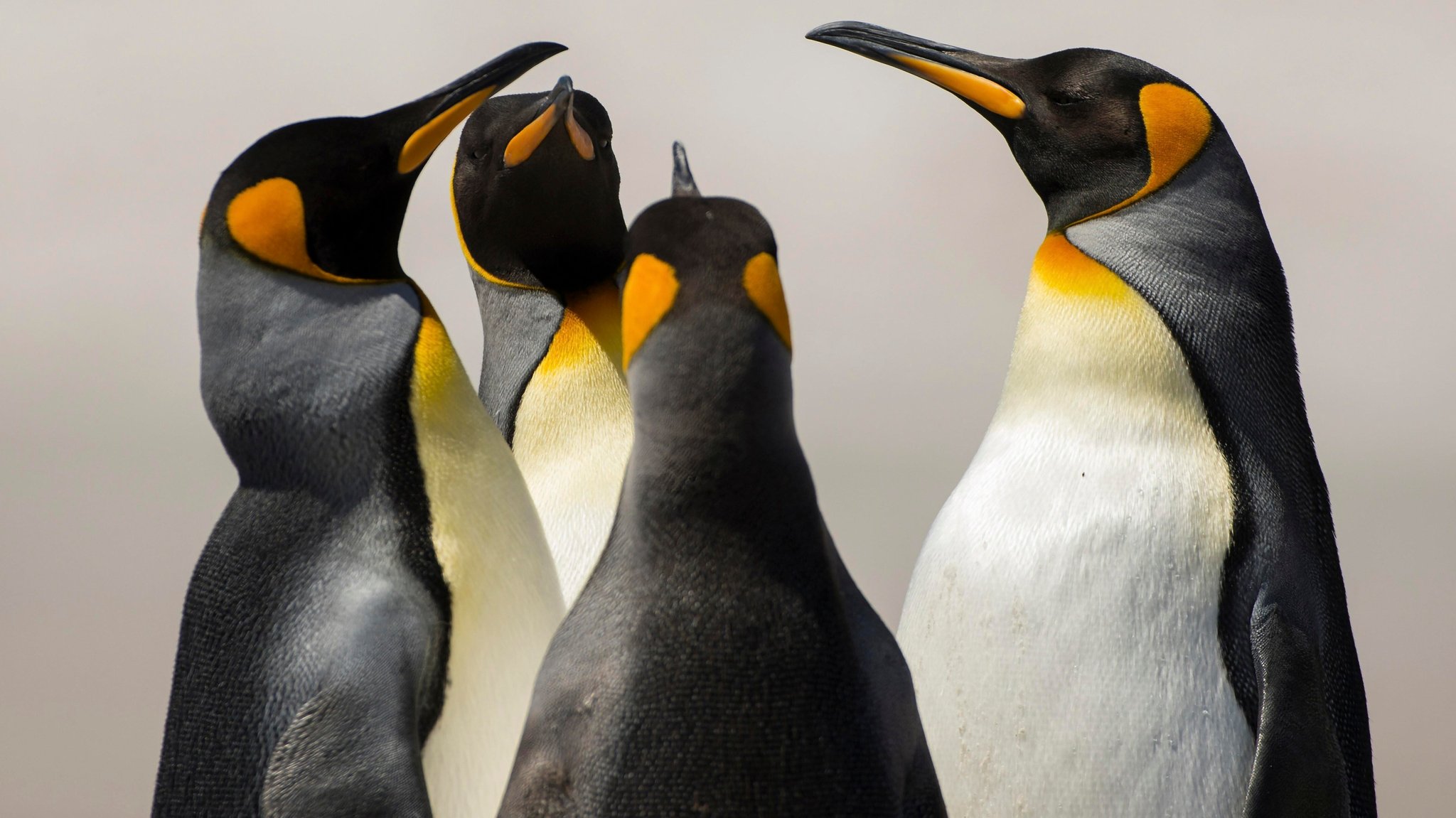 Vier Königspinguine