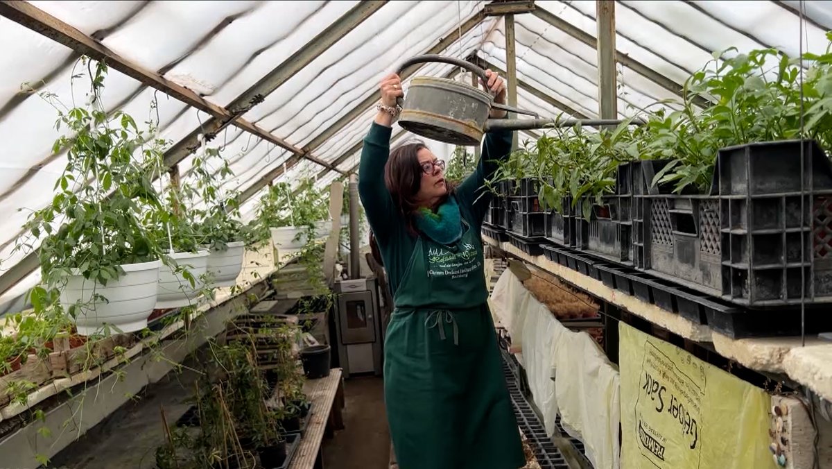 Eine Frau mit einem grünen Kittel und einer Brille gießt Pflanzen in einem Gewächshaus. 