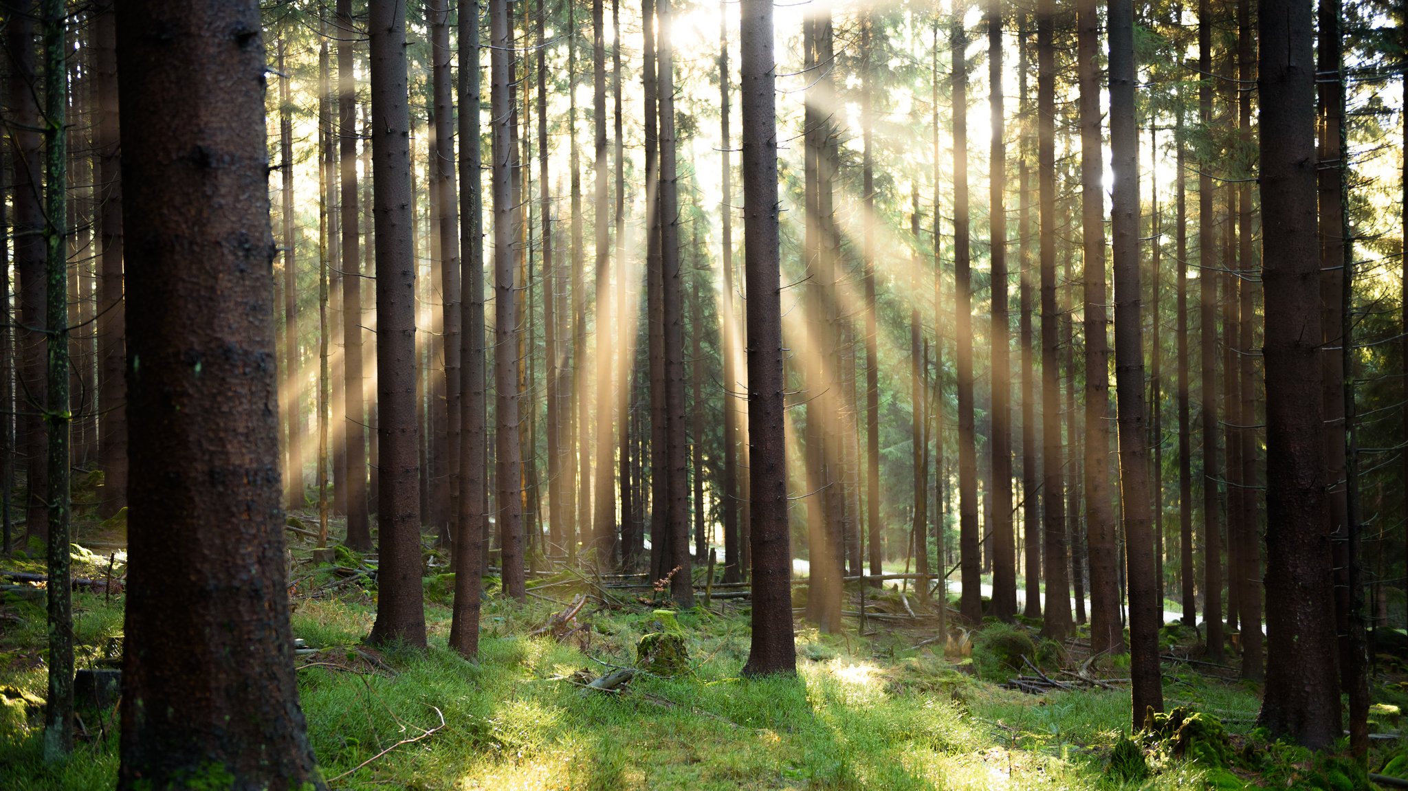 Staatsforsten melden weniger Schäden durch Borkenkäfer