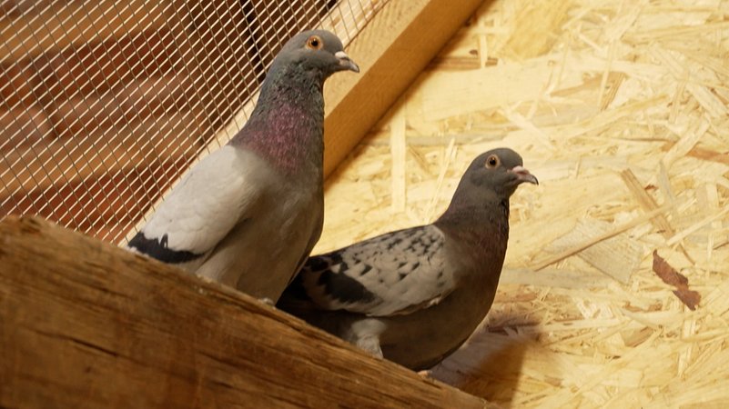 Tauben sitzen unter einem Dachstuhl