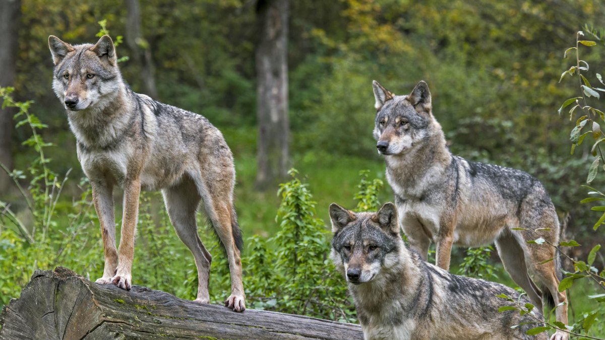 Noch kein Antrag auf Wolf-Abschuss in der Oberpfalz