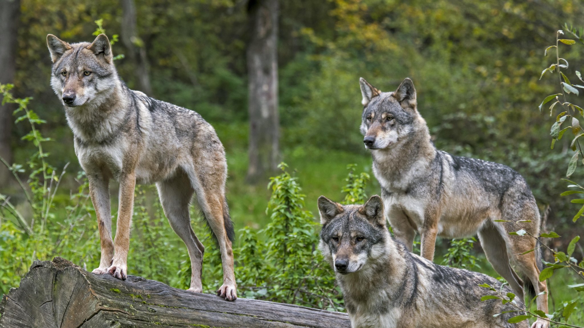 Wölfe im Wald