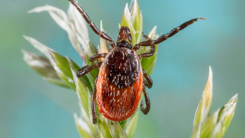 Holzbock an einem Grashalm | Bild: picture alliance / blickwinkel/R. Sturm | R. Sturm Holzbock an einem Grashalm