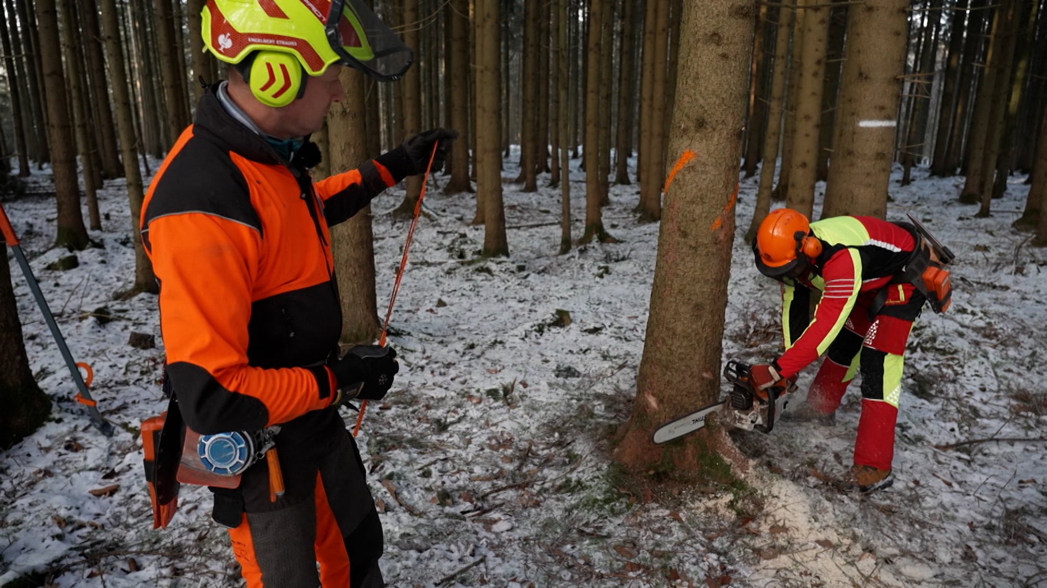 Arbeiter fällen einen Baum