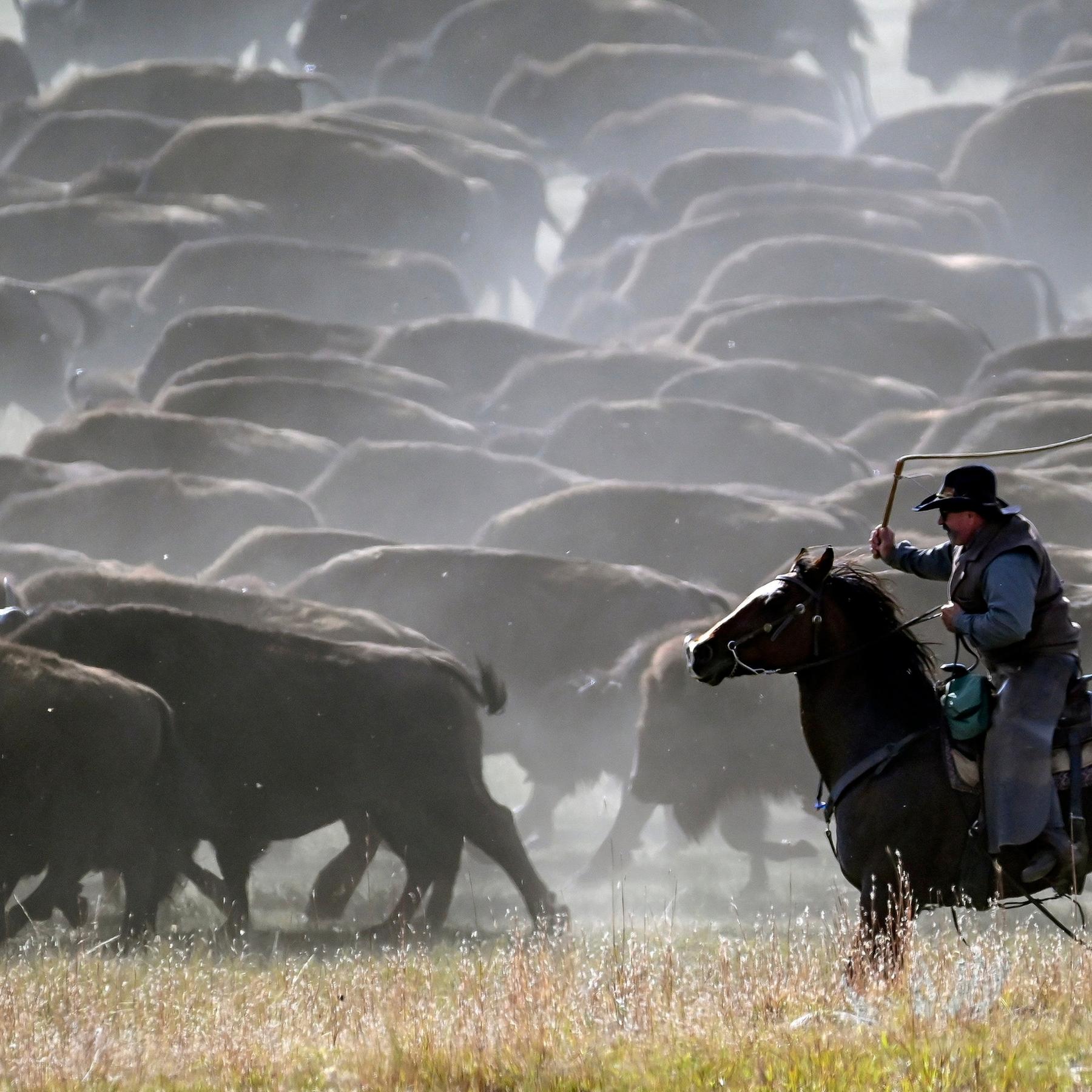 Von wegen ausgestorben: Die Rückkehr des Amerikanischen Bisons