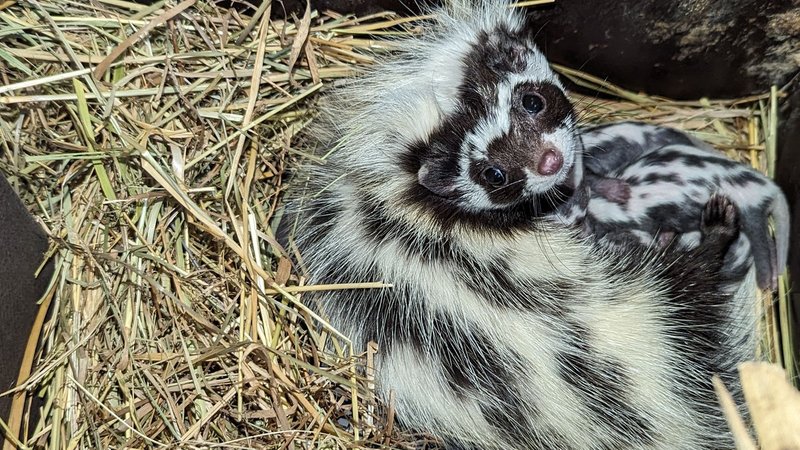 Die Streifenwieselmama beim Säugen der Jungtiere Mitte März. | Bild: Dagmar Fröhlich / Tiergarten Stadt Nürnberg Die Streifenwieselmama beim Säugen der Jungtiere Mitte März.