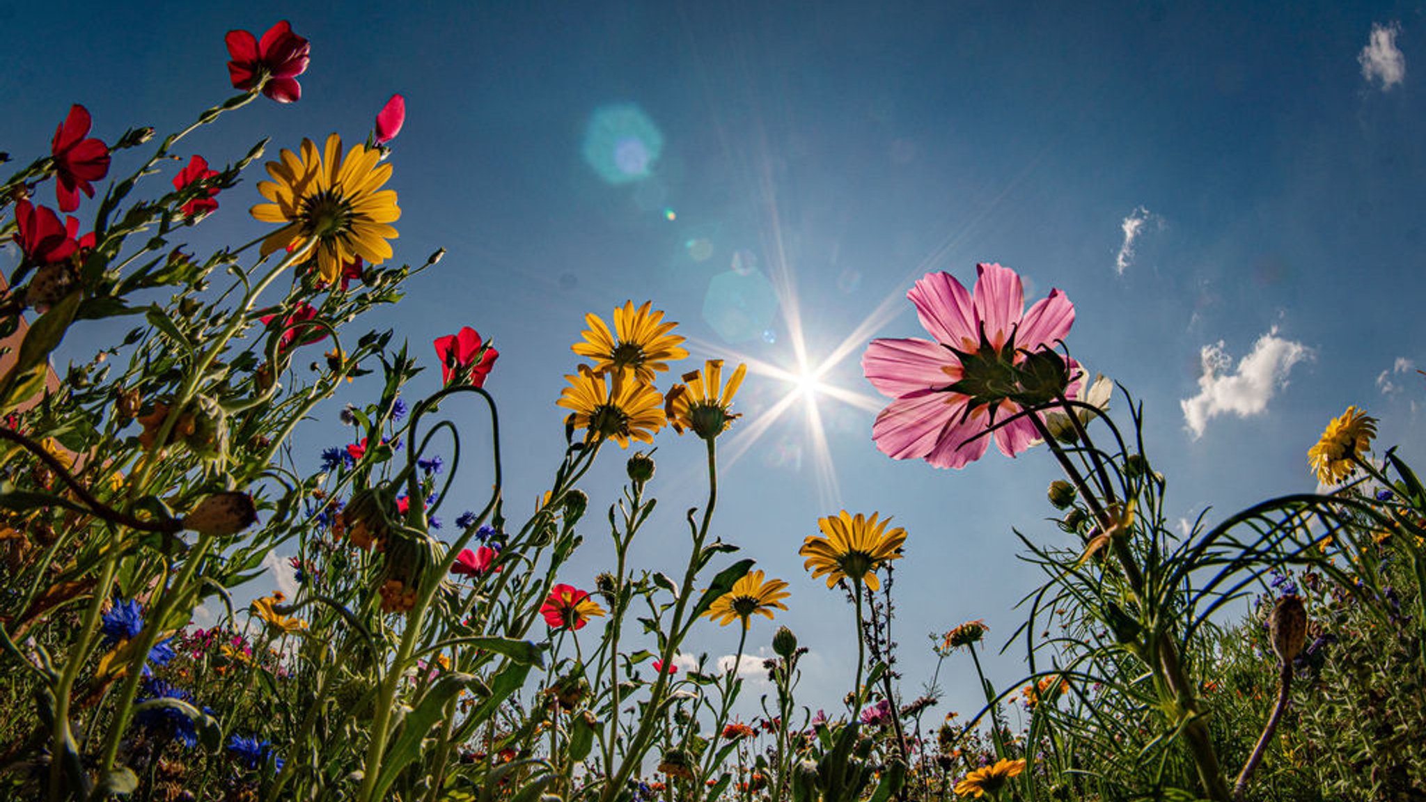 Sonne genießen – ab der Wochenmitte wird es regnerisch
