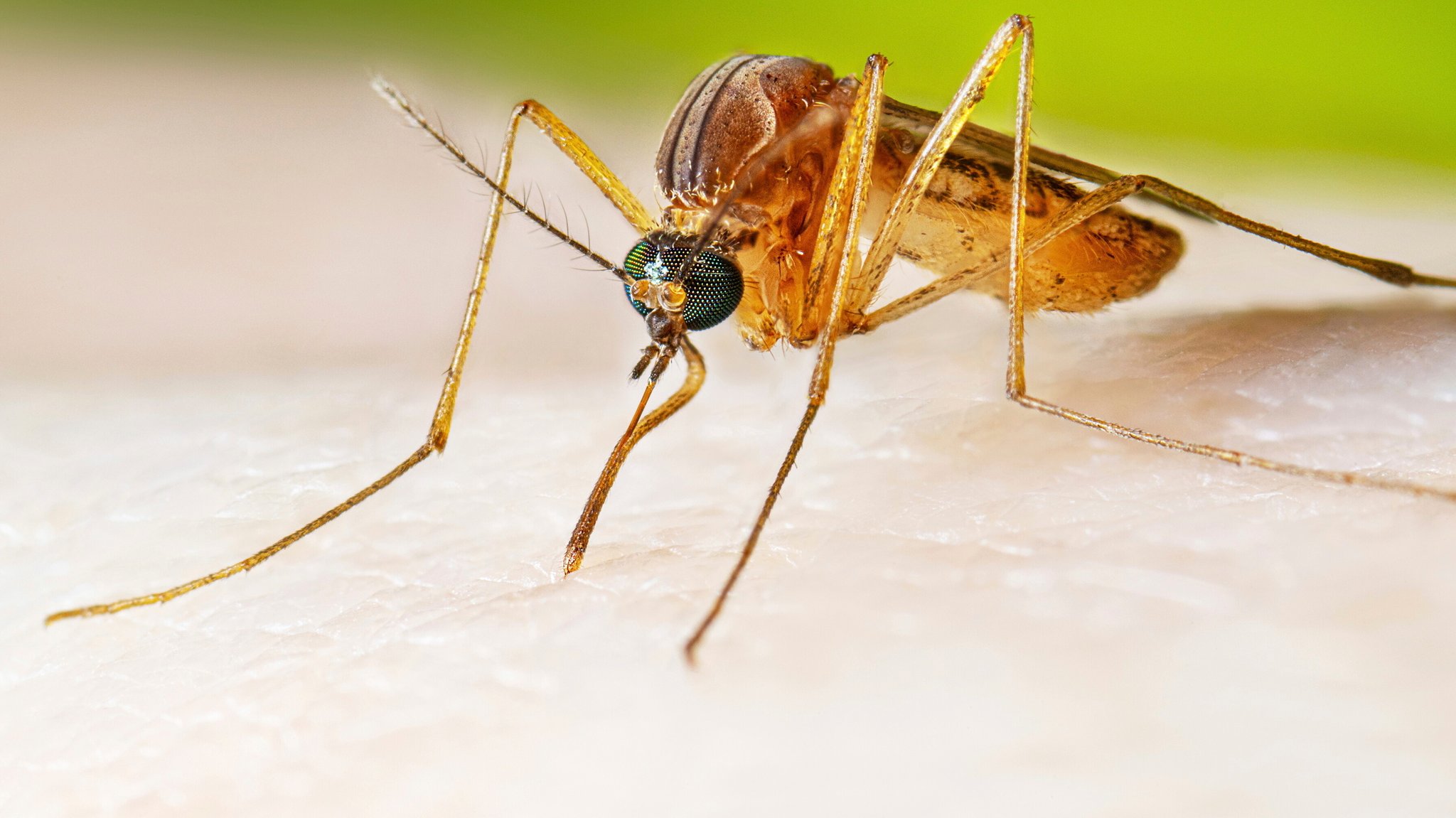 West-Nil-Virus breitet sich in Europa weiter aus
