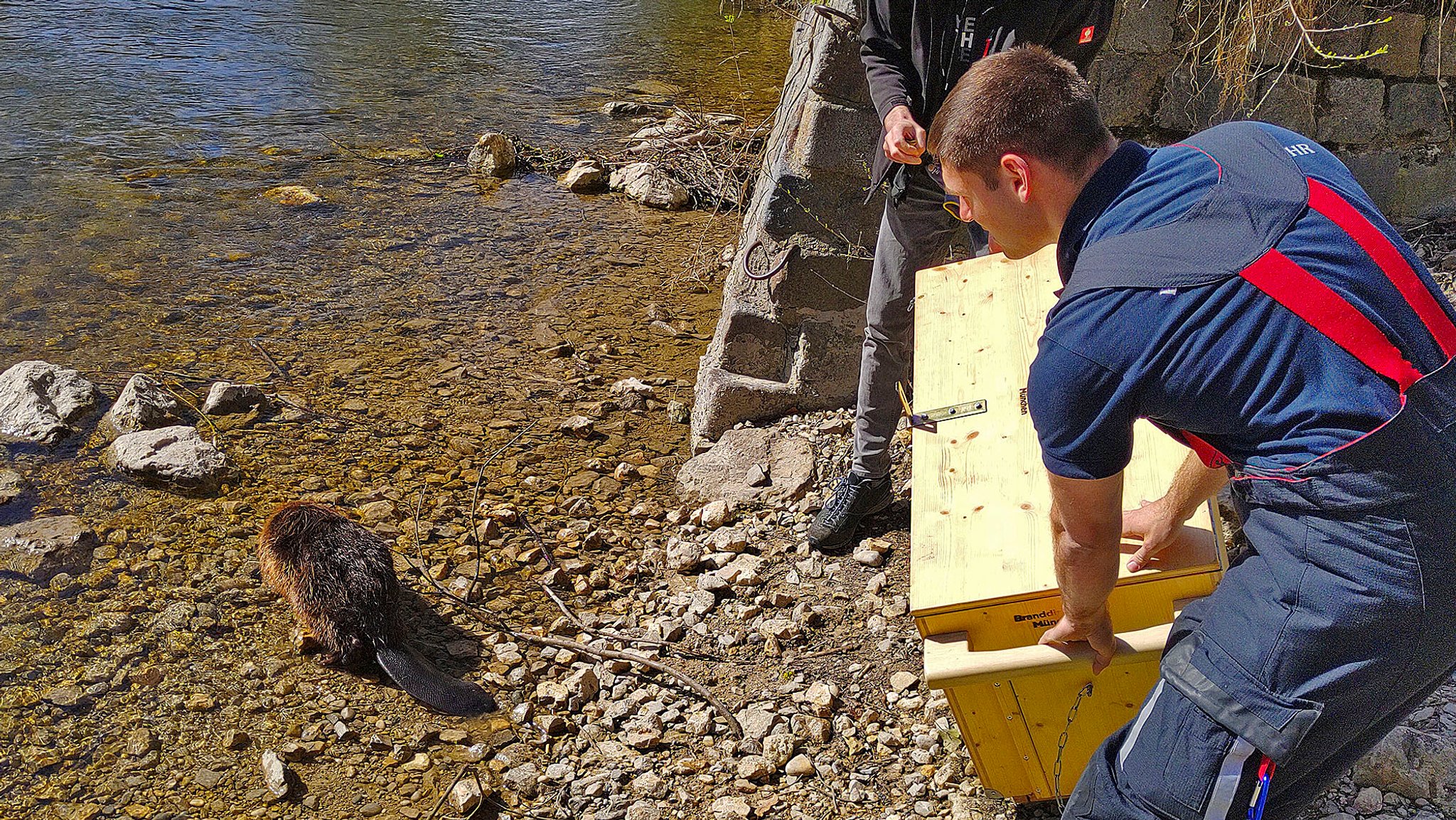 Ein der beiden Biber läuft vom Ufer in die Isar, daneben seine Retter mit der Transportbox.