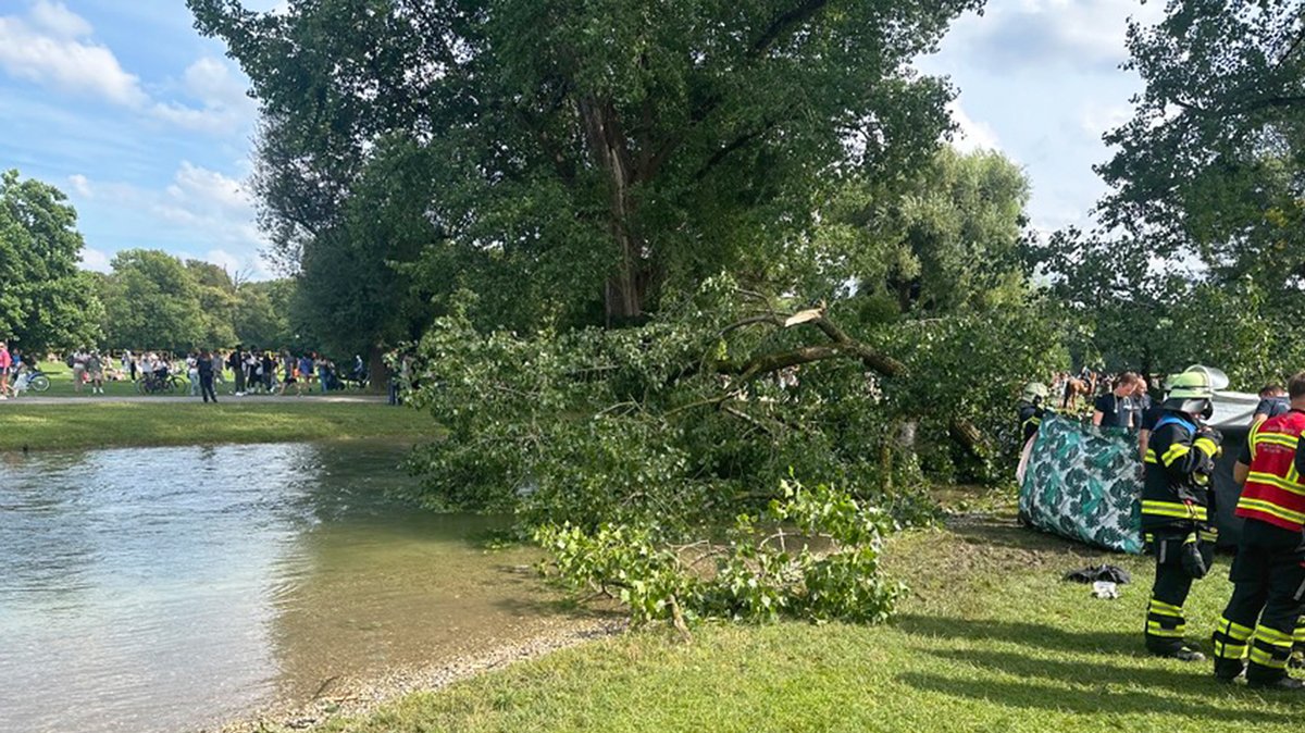 Der abgebrochene Ast einer Pappel im Englischen Garten