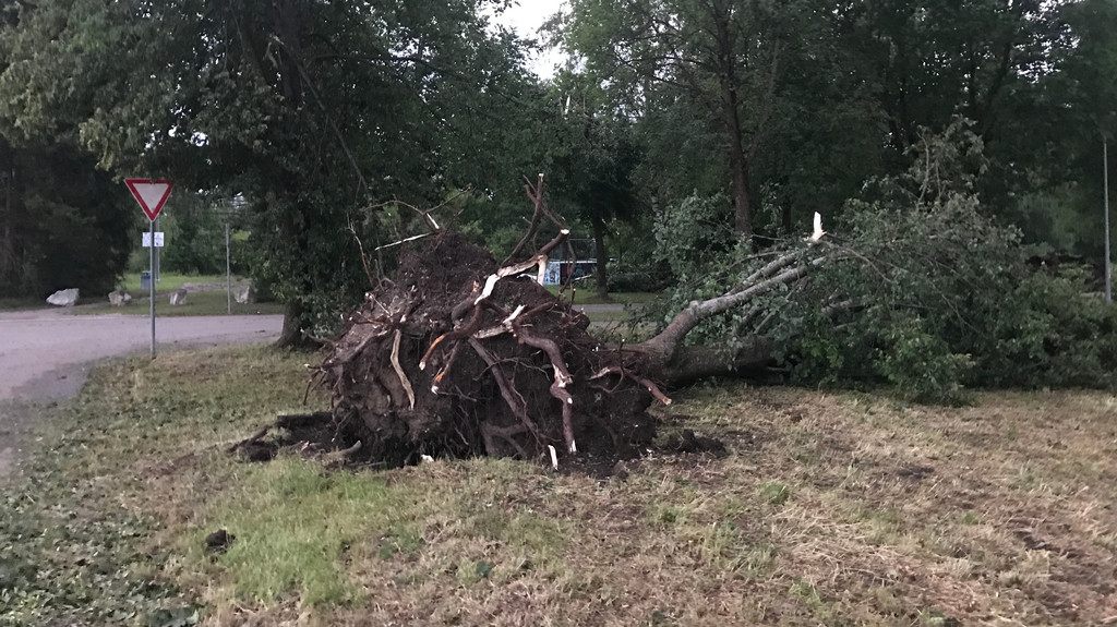 Das Bild zeigt einen umgestürzten Baum, der samt Wurzelteller  vom Wind umgerissen wurde
