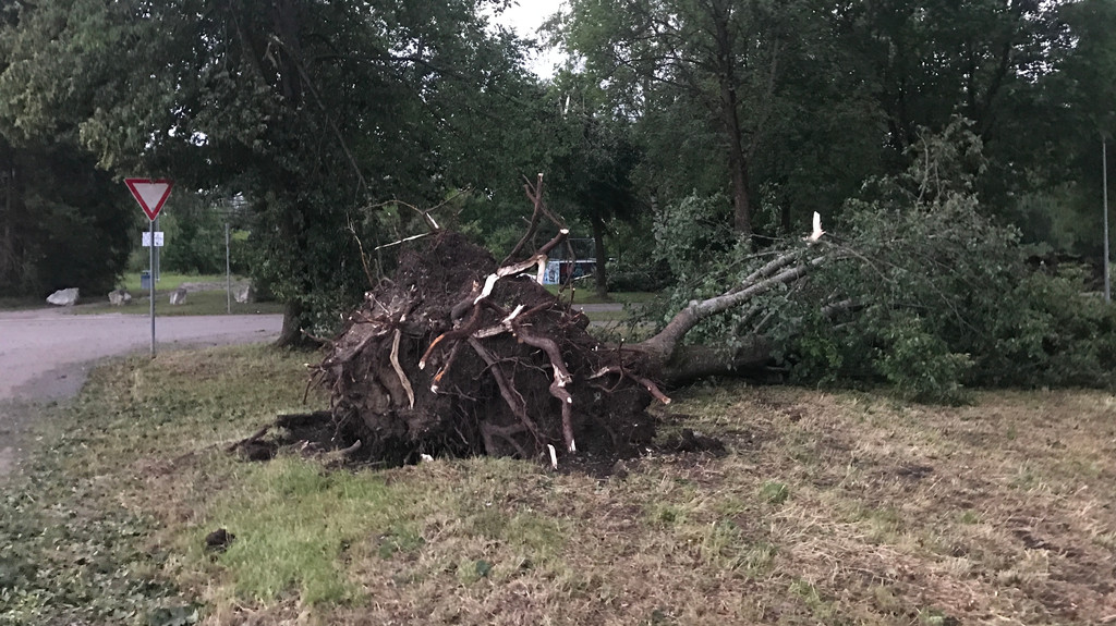 Das Bild zeigt einen umgestürzten Baum, der samt Wurzelteller vom Wind umgerissen wurde | Bild: Barbara Leinfelder/BR Das Bild zeigt einen umgestürzten Baum, der samt Wurzelteller vom Wind umgerissen wurde
