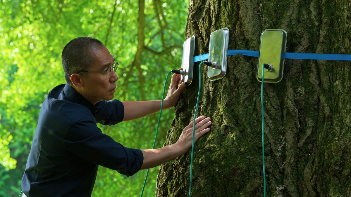 "Silent Friend": Eine filmische Baumumarmung