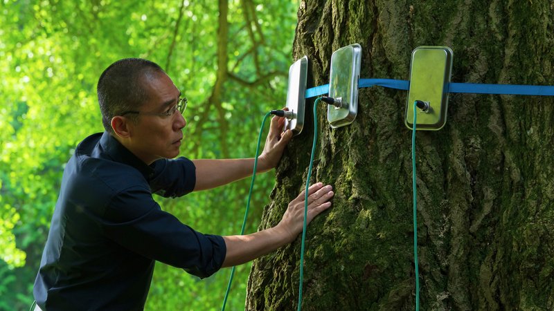 Was erzählen uns Bäume? Szene aus dem Film "Silent Friends" von Ildikó Enyedi | Bild: Pandora Film Was erzählen uns Bäume? Szene aus dem Film "Silent Friends" von Ildikó Enyedi