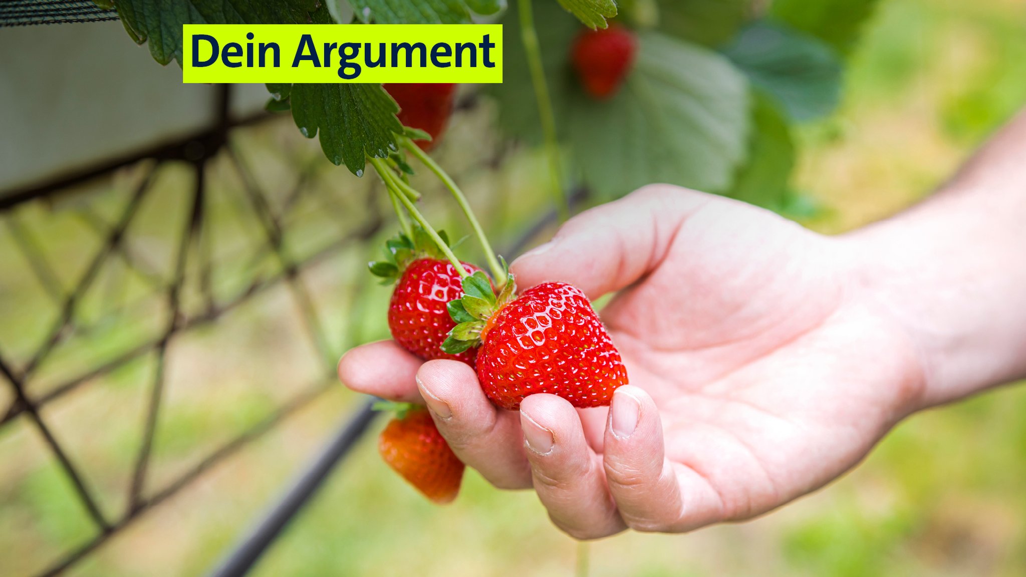 Symbolbild: Erntediebstähle - vor allem bei Feldfrüchten - sind ein Ärgernis für Landwirte. | Bild: picture alliance / Westend61|Flavia Morlachetti Symbolbild: Erntediebstähle - vor allem bei Feldfrüchten - sind ein Ärgernis für Landwirte.
