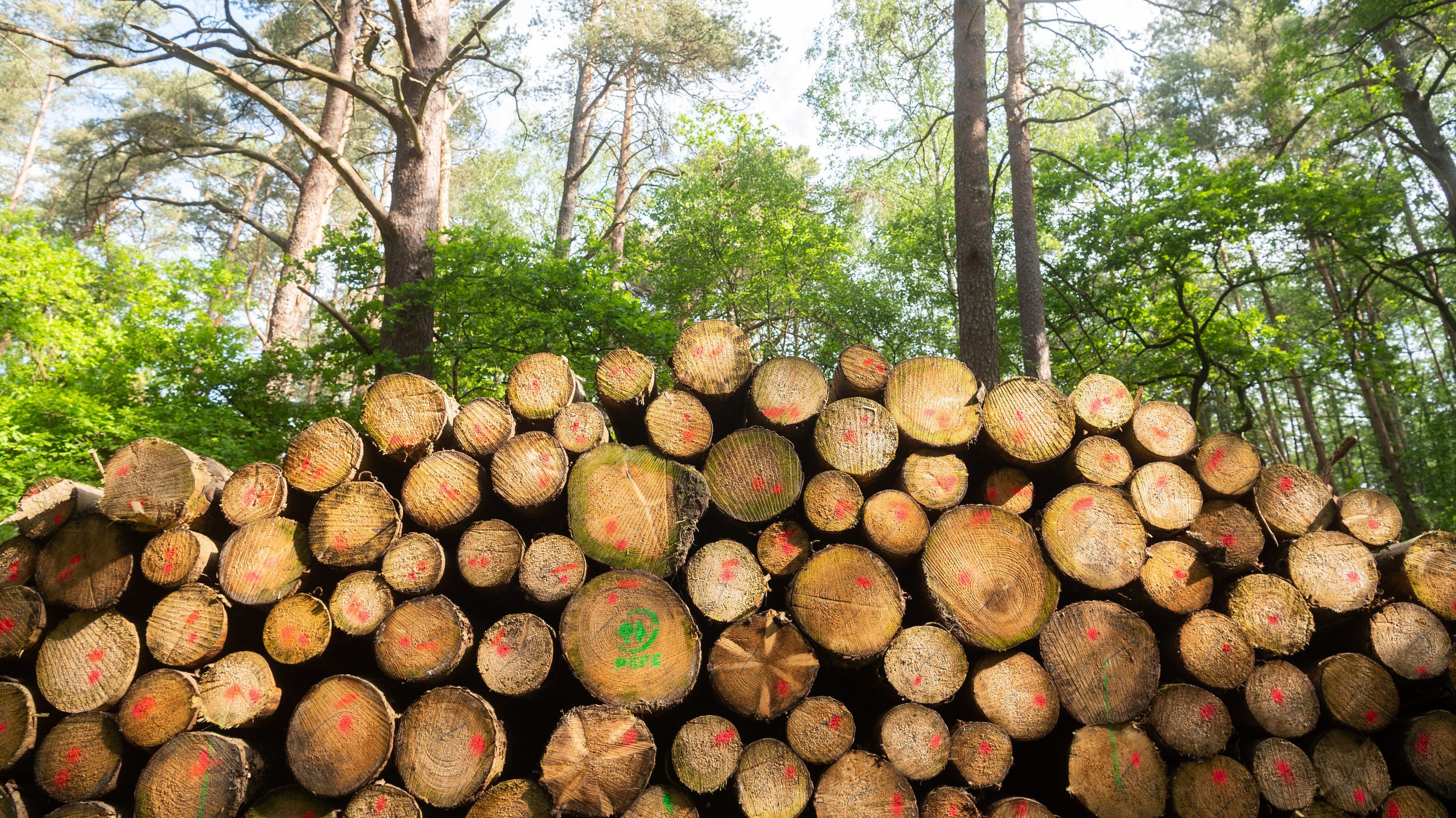 7,5 Tonnen Holz geklaut Polizeifahndung bleibt erfolglos