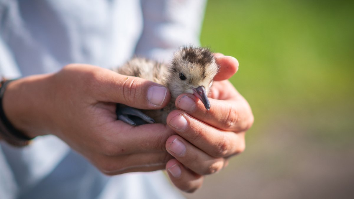 Die letzten ihrer Art: Kampf um die Brachvögel